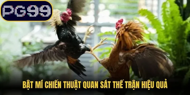Bật mí chiến thuật quan sát thế trận hiệu quả