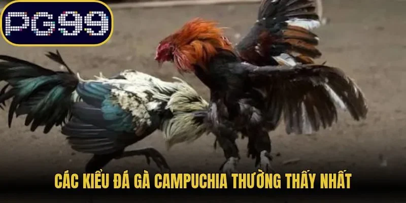 Các kiểu đá gà Campuchia thường thấy nhất