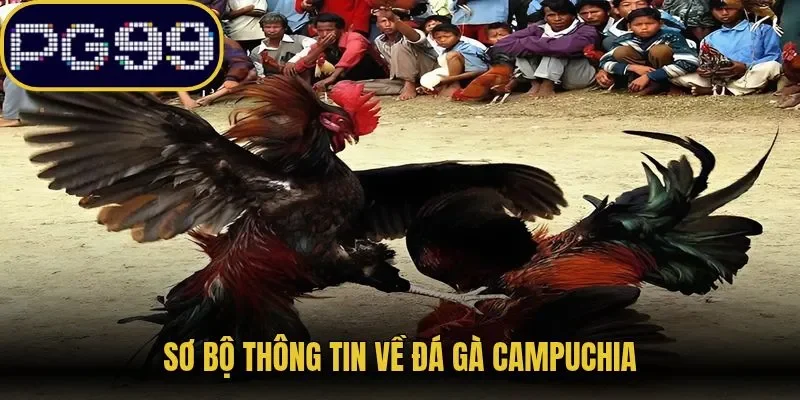 Sơ bộ thông tin về đá gà Campuchia