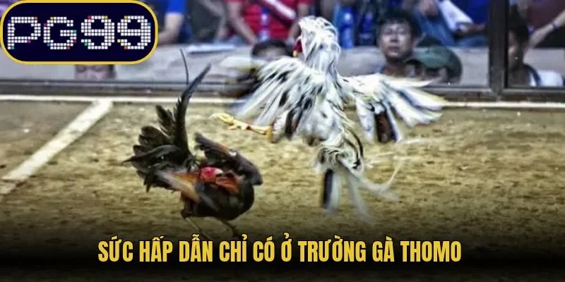 Sức hấp dẫn chỉ có ở trường gà Thomo