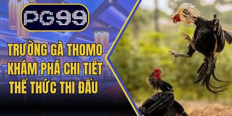 Trường Gà Thomo - Khám Phá Chi Tiết Thể Thức Thi Đấu