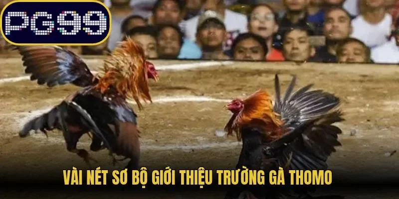 Vài nét sơ bộ giới thiệu trường gà Thomo